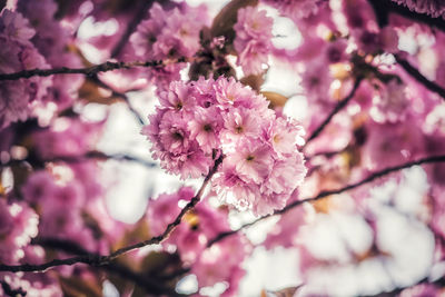 Close-up of pink cherry blossom