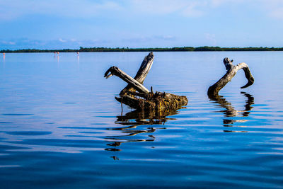 Crane in a lake