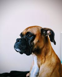 Close-up of a dog looking away