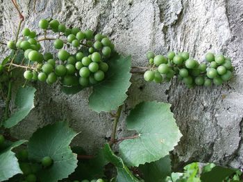 Close-up of grapes growing on tree