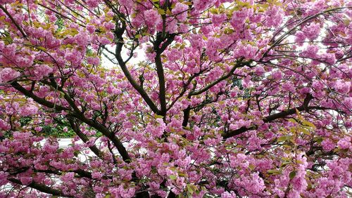 Low angle view of pink flowers