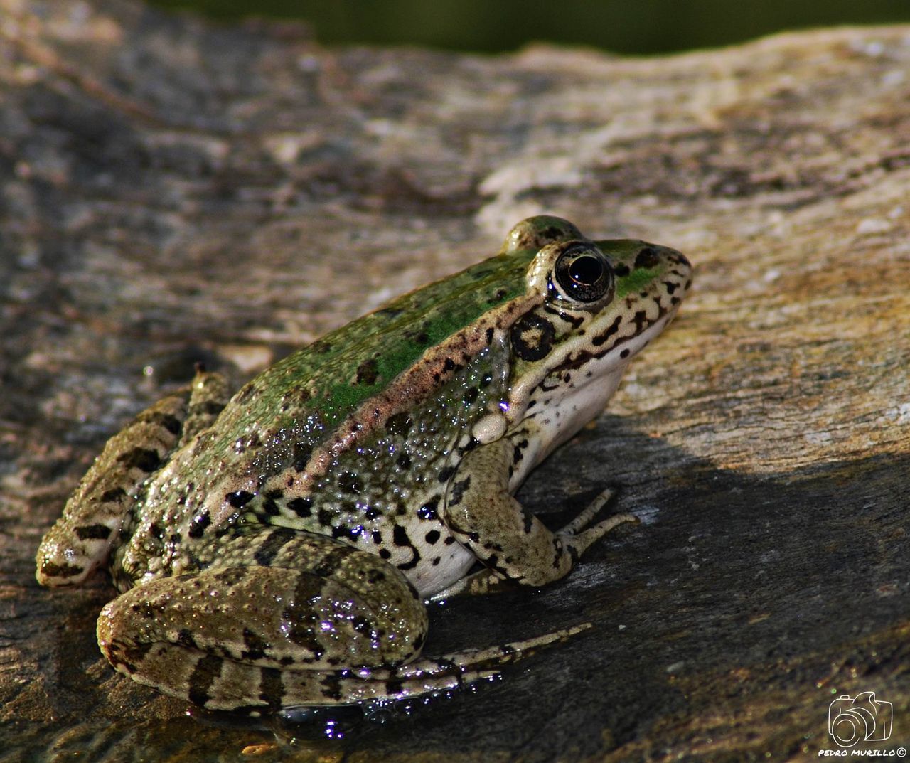 one animal, animals in the wild, animal themes, reptile, animal wildlife, close-up, no people, day, focus on foreground, nature, outdoors