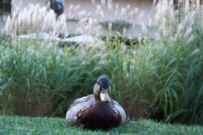 Duck in gulbenkian garden