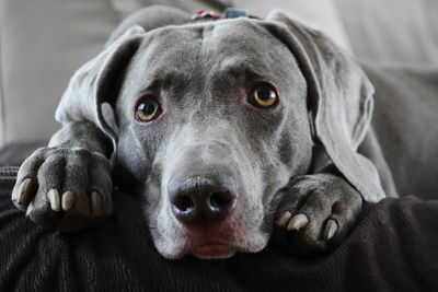 Close-up portrait of weimaraner relaxing at home