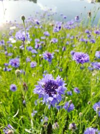 Close-up of purple flowering plants on field