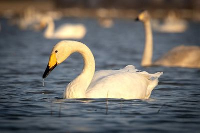 Swan swimming in lake