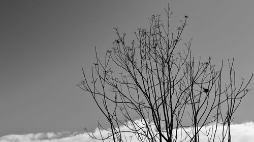 Low angle view of silhouette bare tree against sky