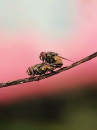 Close-up of insect on twig