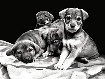 animal themes