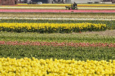 Yellow tulips on field