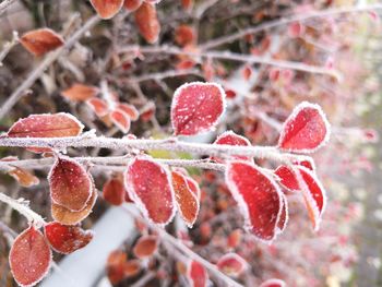 Close-up of frozen plant