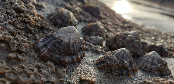 Shellfish group living on top of rock