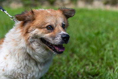 Close-up of dog looking away