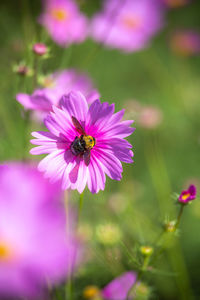 Close-up of bee pollinating on pink flower