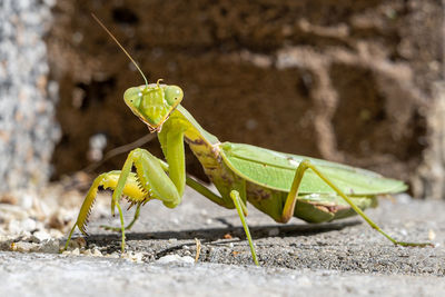 Close-up of praying mantis on concrete