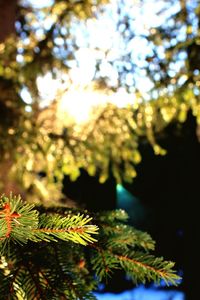 Close-up of fresh leaves on tree