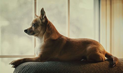 Chihuahua sitting on armrest next to a window