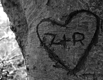 Close-up of tree trunk