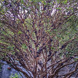 tree