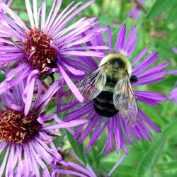 Close-up of honey bee pollinating flower