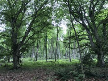 Trees in forest