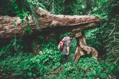 Tree trunk amidst plants in forest