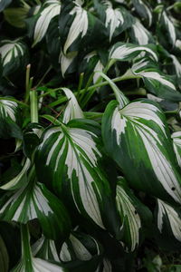 High angle view of plants