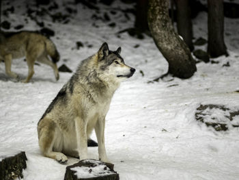 Wolf in covered landscape