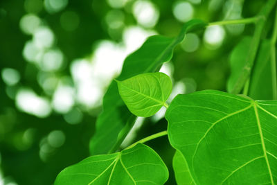 Close-up of green leaves