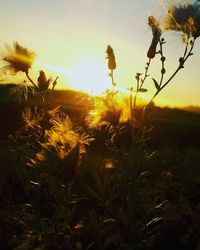 Close-up of yellow flowering plants on field during sunset