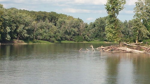 Swan on lake by trees against sky
