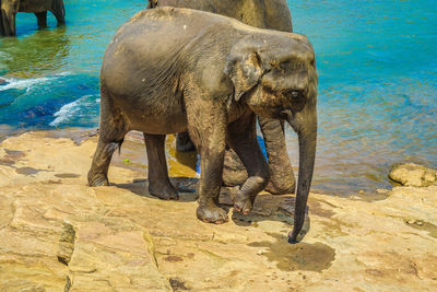 Elephant drinking water