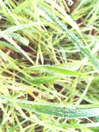 Close-up of insect on grass