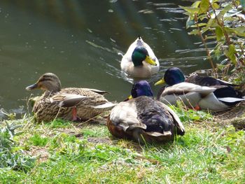 Ducks in pond