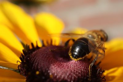 Close-up of bee pollinating on flower