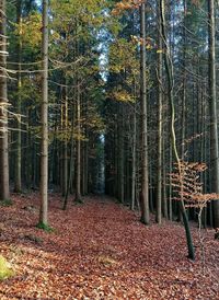 Trees in forest during autumn