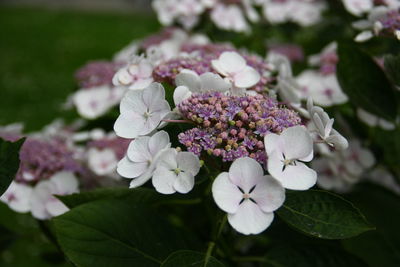 Close-up of pink hydrangea flowers