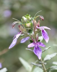 Close-up of flower blooming outdoors