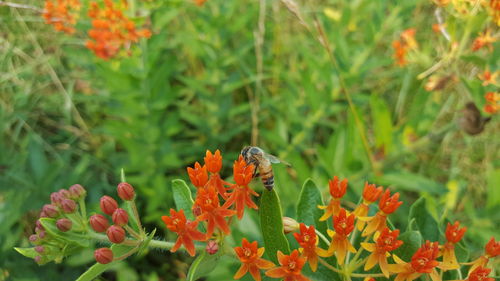 Close-up of red flowers