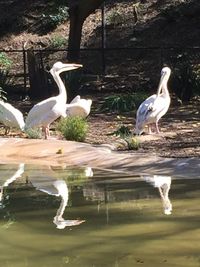 White duck on lake