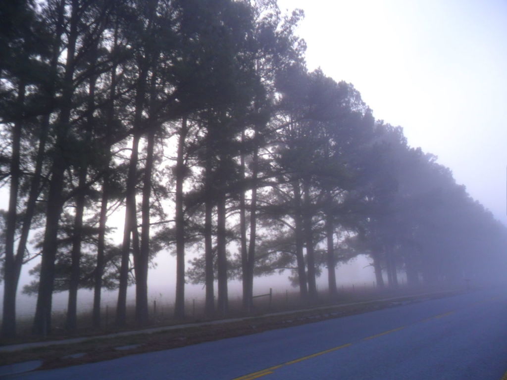 ROAD PASSING THROUGH TREES