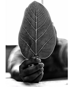 Close-up of hand holding leaf against white background