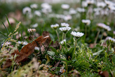 Close-up of white flowering plants on land