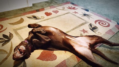 Close-up of dog lying on floor