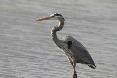 View of a bird on the beach