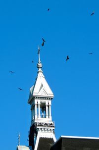 Low angle view of seagull flying against clear blue sky