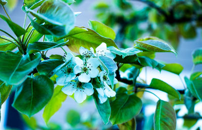 Close-up of white flowers blooming on tree