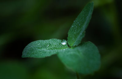 Close-up of water drops on leaf