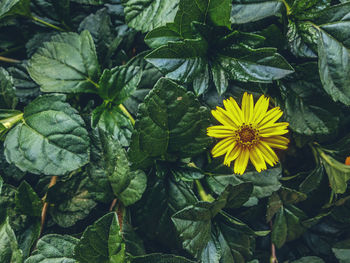 Close-up of yellow flowers