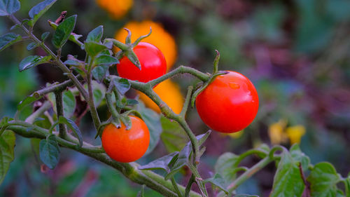 Close-up of tomatoes growing on tree